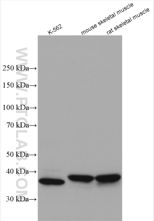 WB analysis using 21082-1-AP