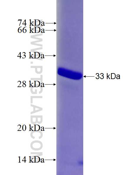 CCDC57 fusion protein Ag26890 SDS-PAGE