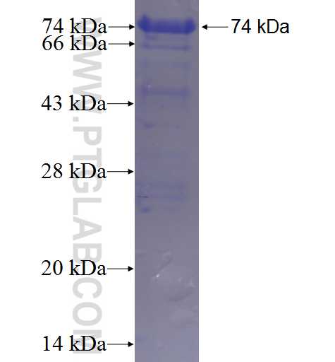 CCDC66 fusion protein Ag23421 SDS-PAGE