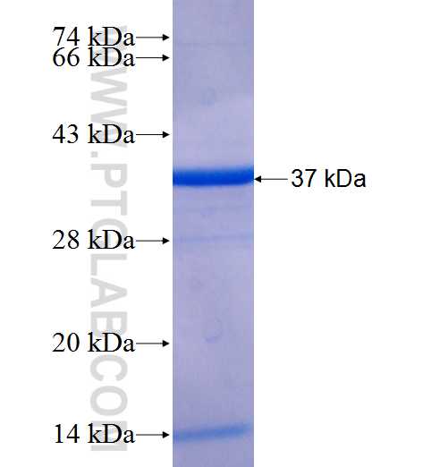 CCDC90B fusion protein Ag25934 SDS-PAGE