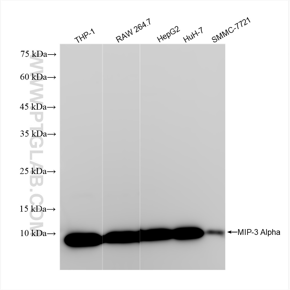 WB analysis using 84413-3-RR