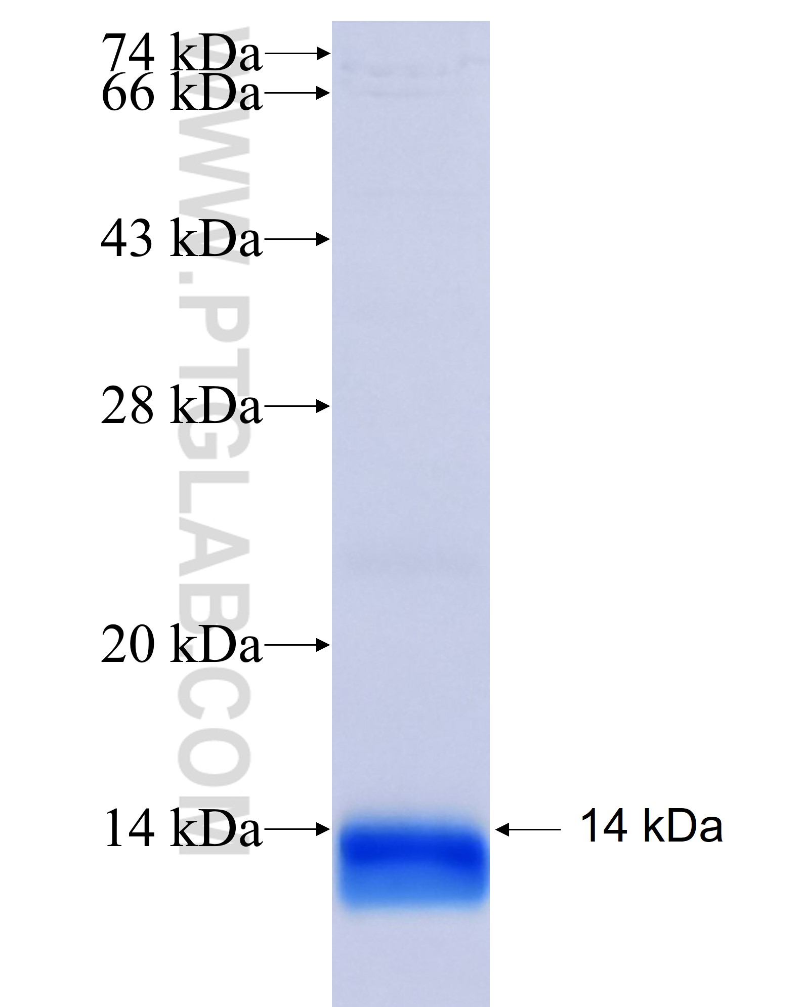 CCL5 fusion protein Ag25352 SDS-PAGE