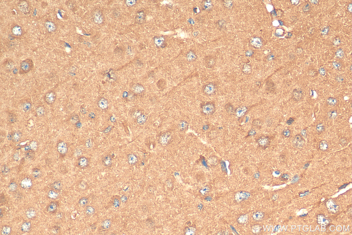 IHC staining of mouse brain using 68341-1-Ig (same clone as 68341-1-PBS)