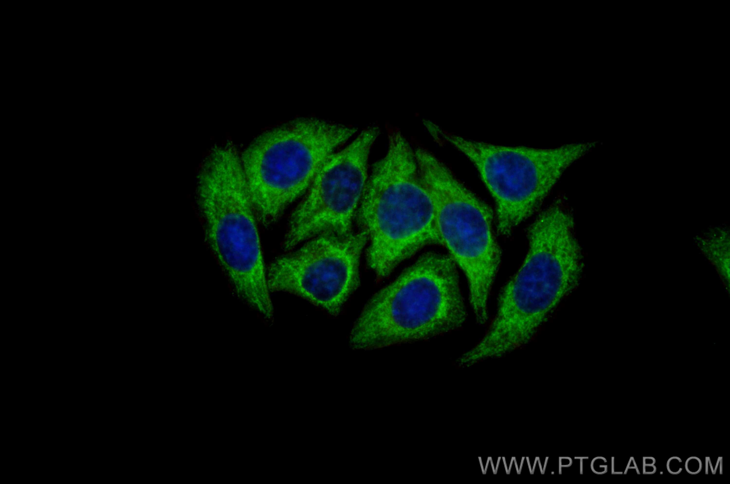 IF Staining of HepG2 using CL488-22802