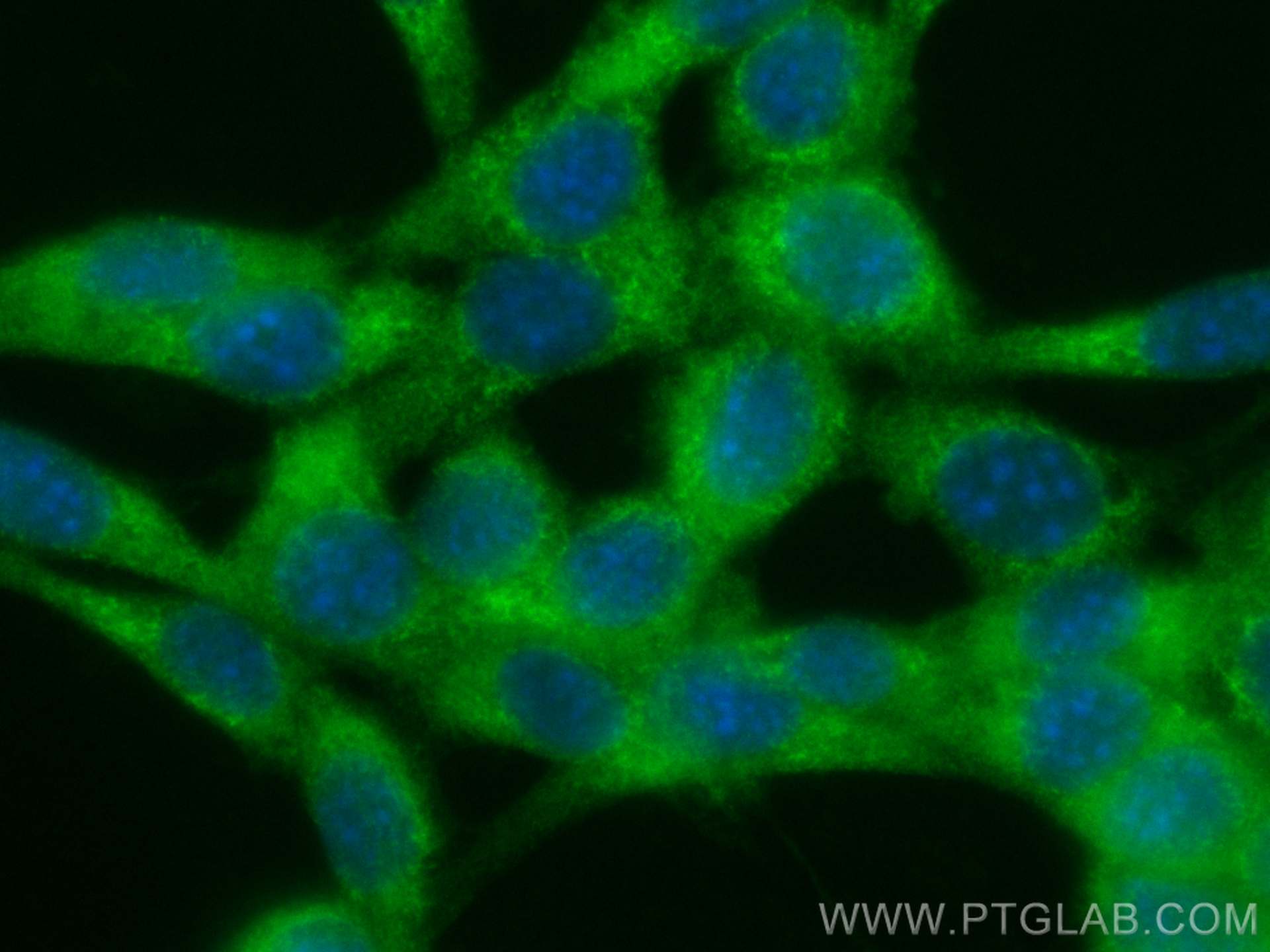 IF Staining of NIH/3T3 using CL488-24896