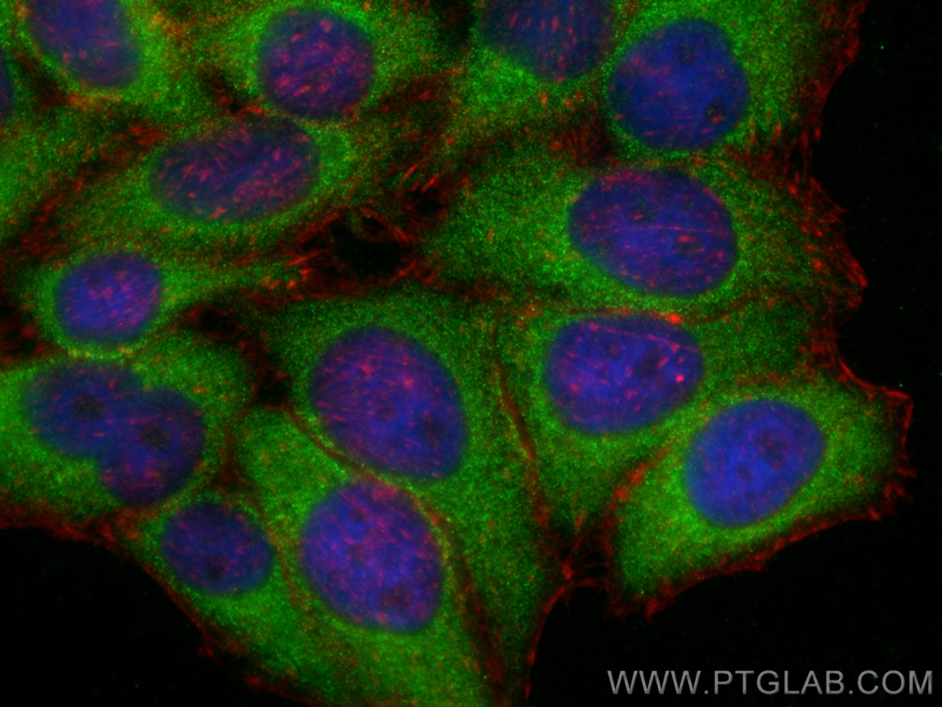 IF Staining of HepG2 using 60264-1-Ig