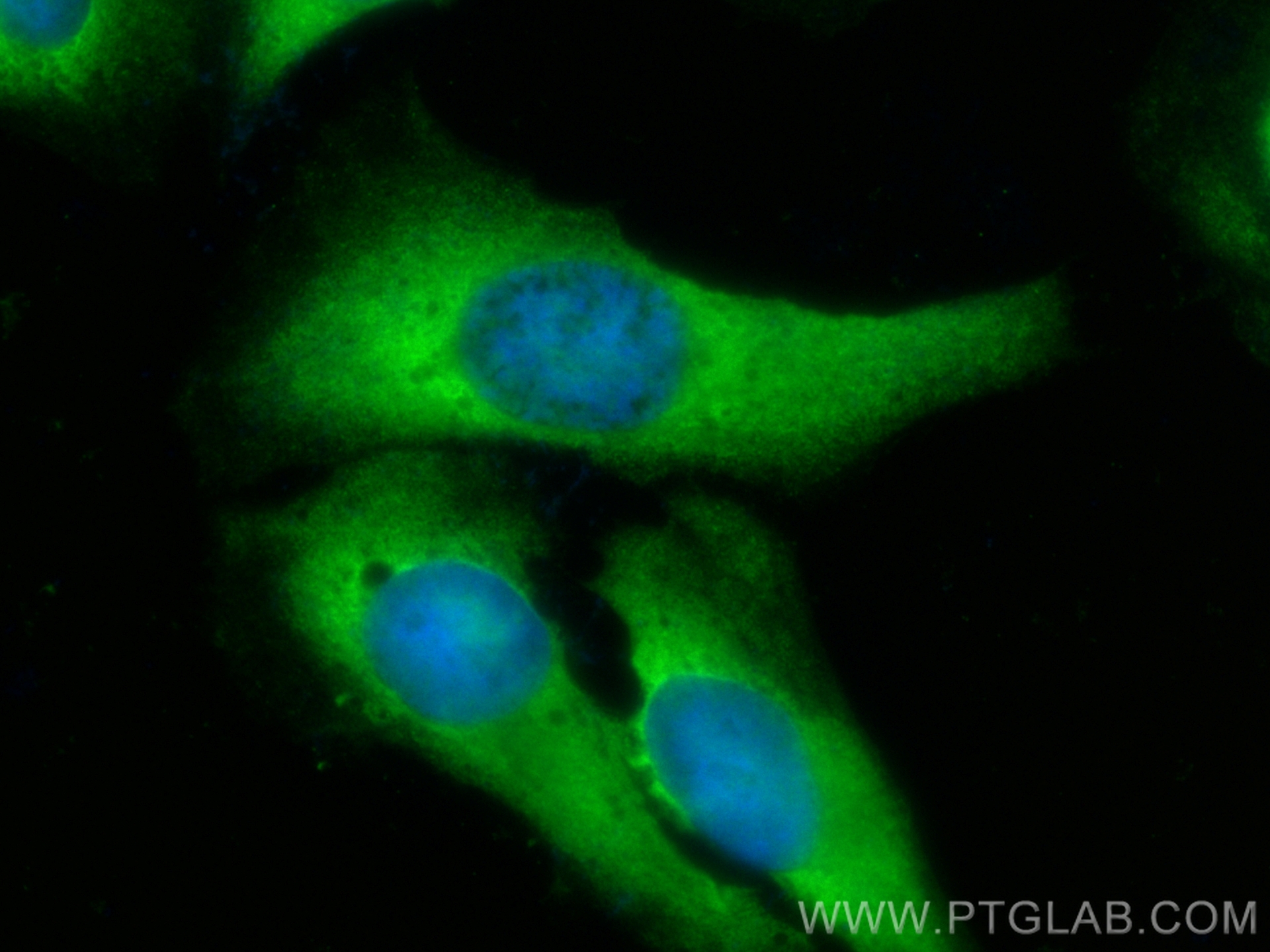 IF Staining of U2OS using CL488-67455