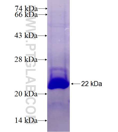 CD100 fusion protein Ag27944 SDS-PAGE