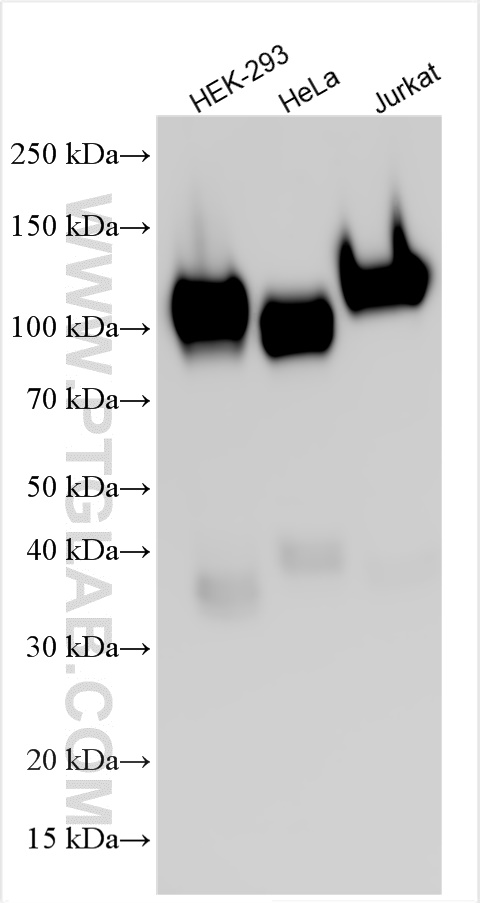 WB analysis using 65051-1-Ig