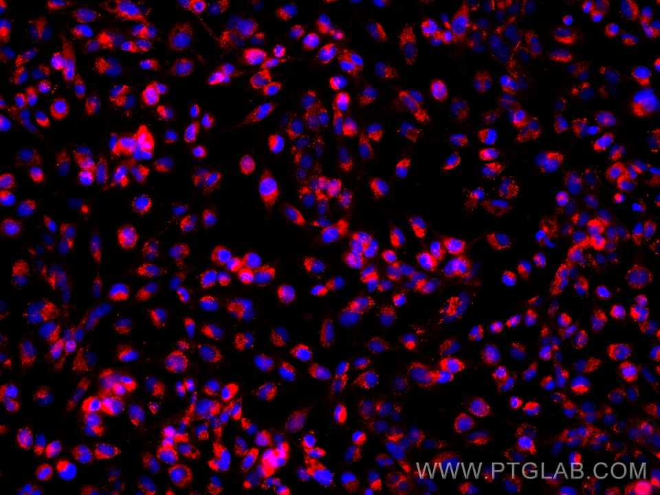 IF Staining of U-251 using 65053-1-Ig