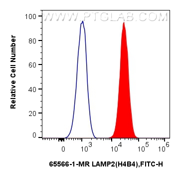 FC experiment of Jurkat using 65566-1-MR