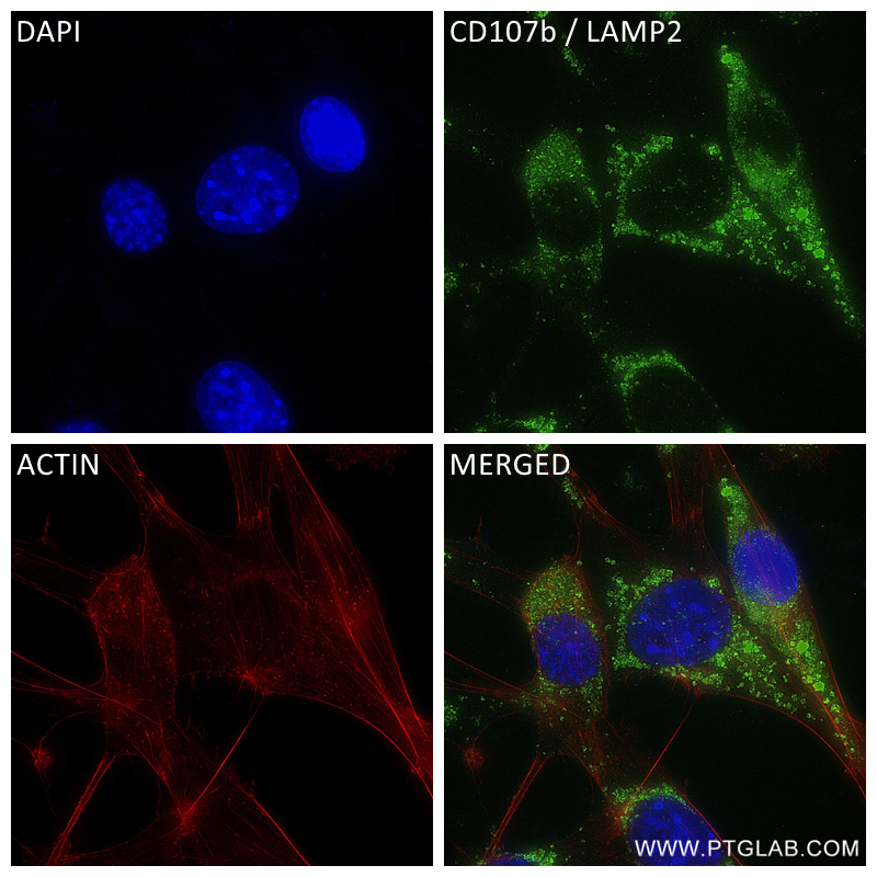 IF Staining of NIH/3T3 using 84474-3-RR