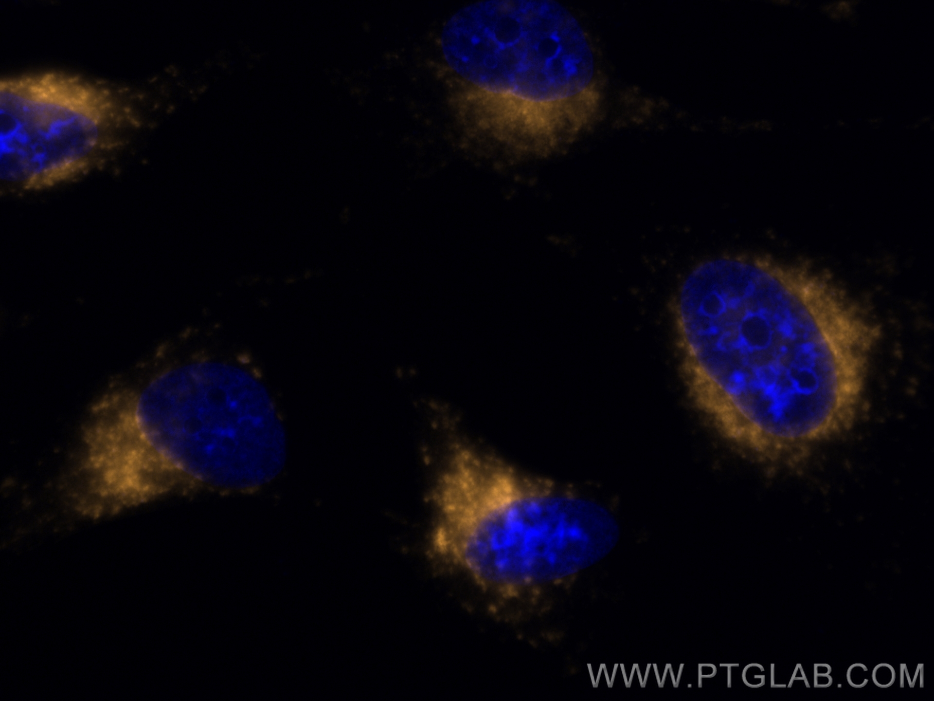 IF Staining of HeLa using PE-FcA65566