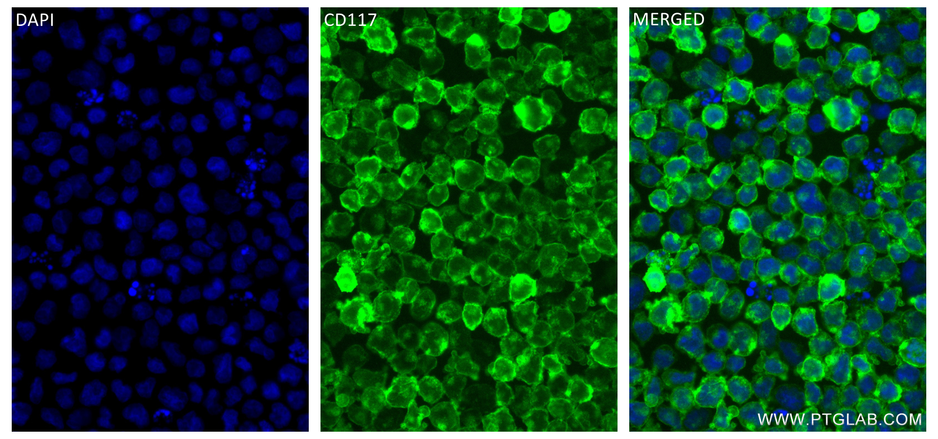 IF Staining of Mo7e using 84259-3-RR (same clone as 84259-3-PBS)