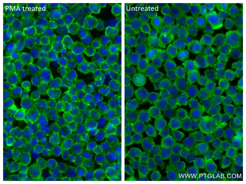 IF Staining of THP-1 using 81853-1-RR