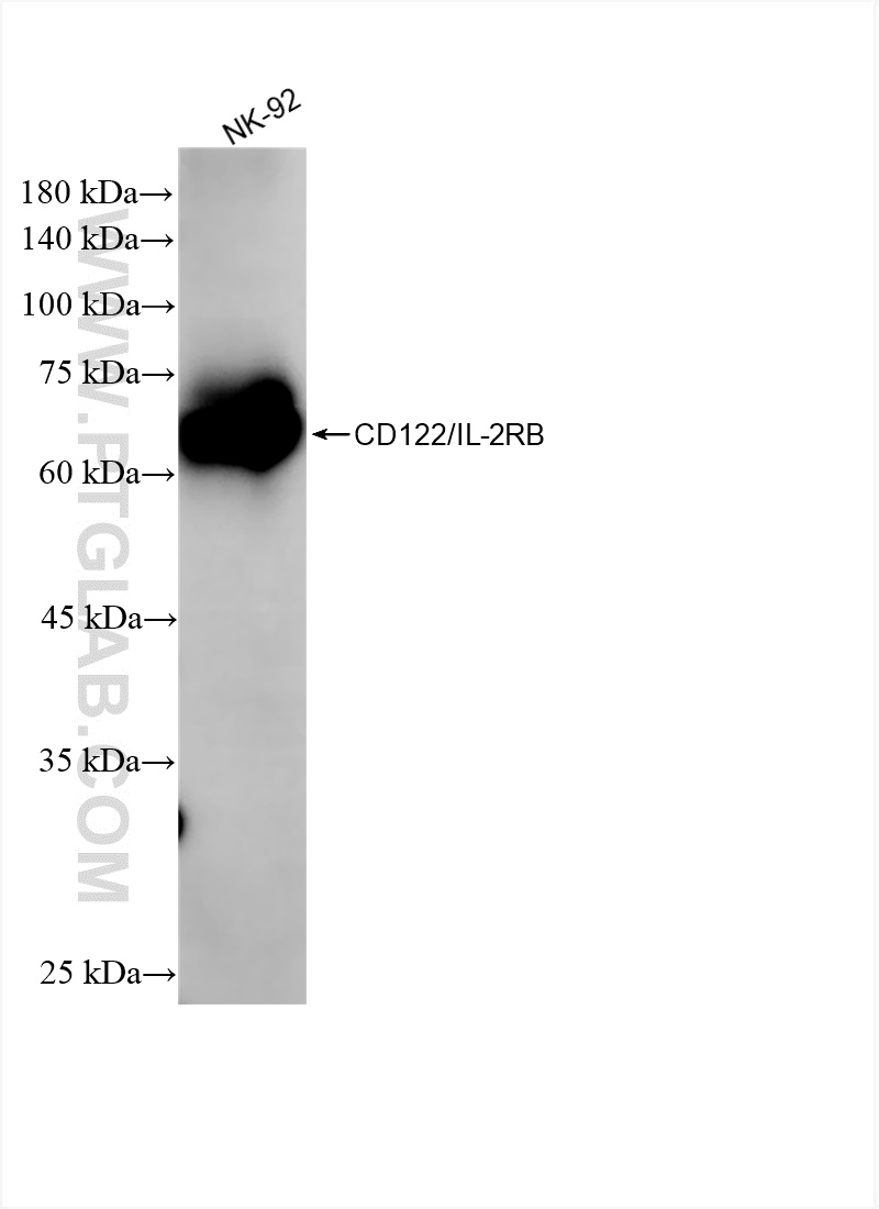 WB analysis using 84389-2-RR (same clone as 84389-2-PBS)