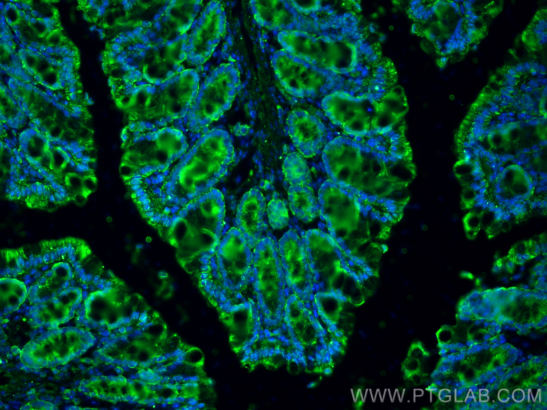 IF Staining of mouse colon using 66666-1-Ig