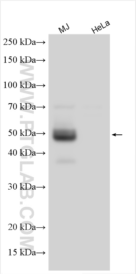 WB analysis using 29361-1-AP