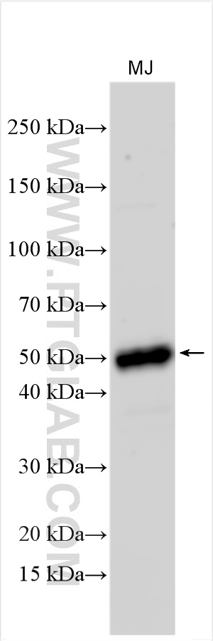 CD134/OX40