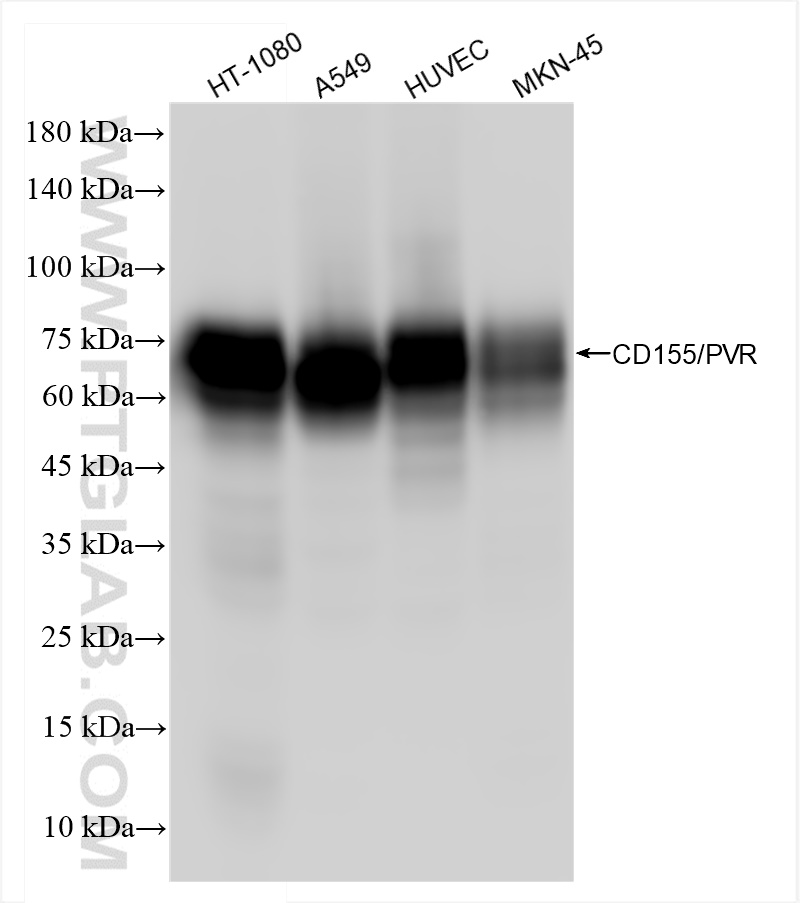 WB analysis using 84138-5-RR (same clone as 84138-5-PBS)