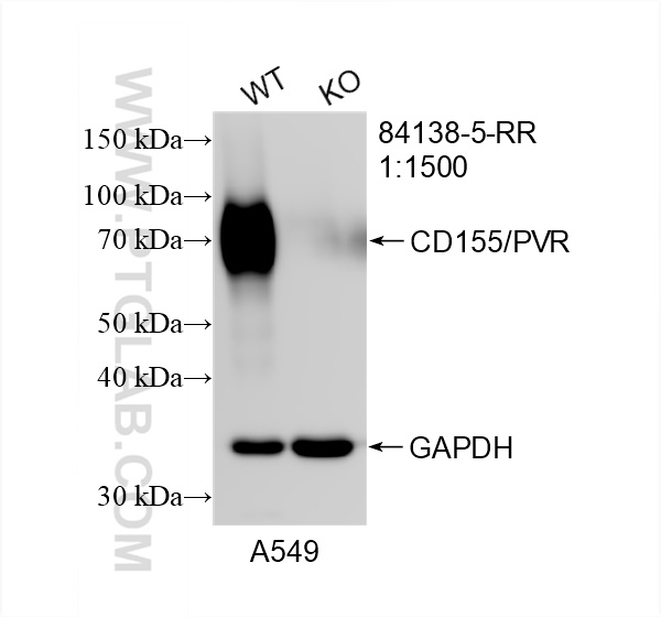 WB analysis of A549 using 84138-5-RR