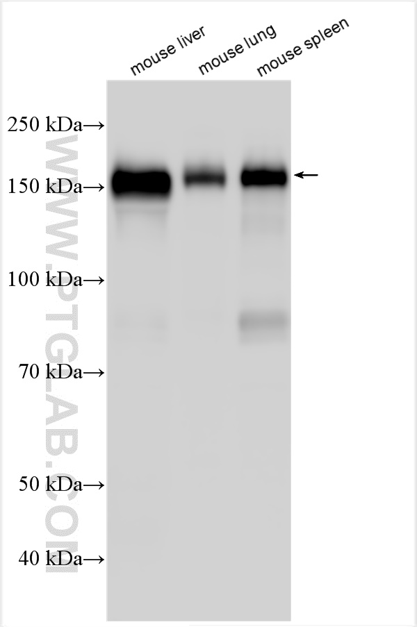 WB analysis using 31024-1-AP