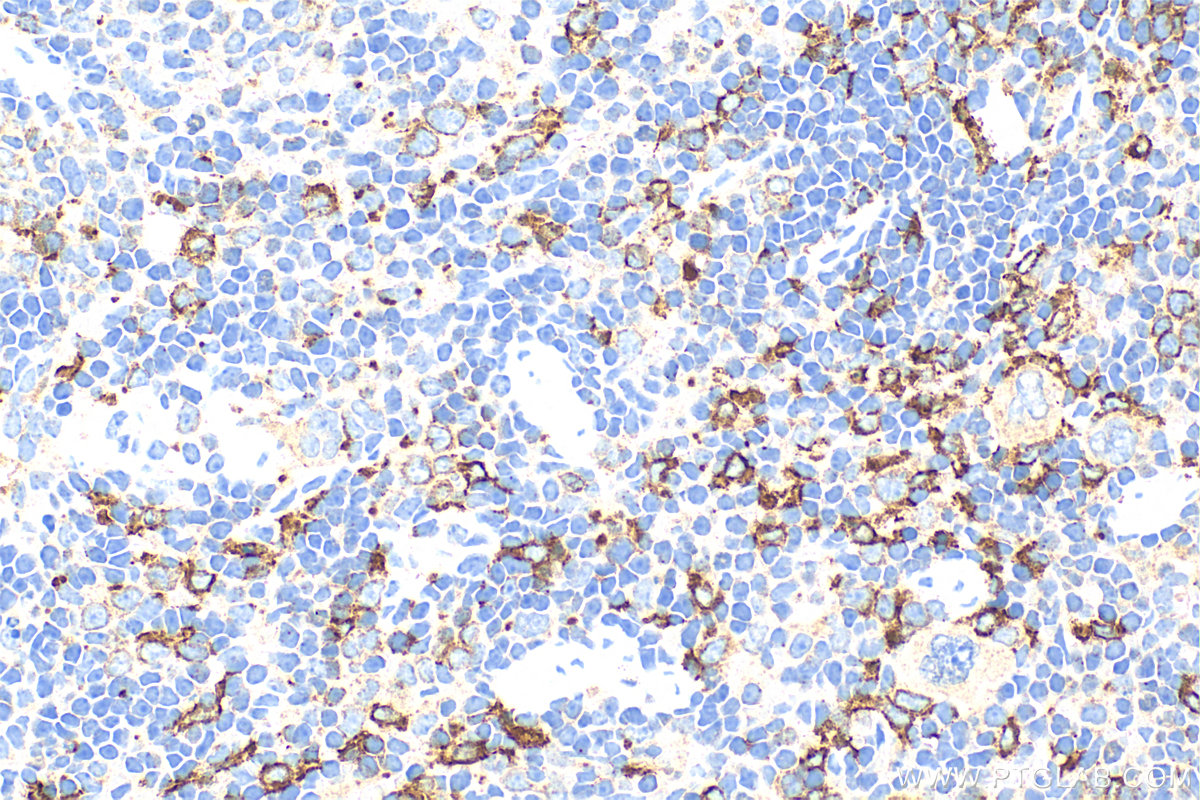 IHC staining of mouse spleen using 83285-4-RR