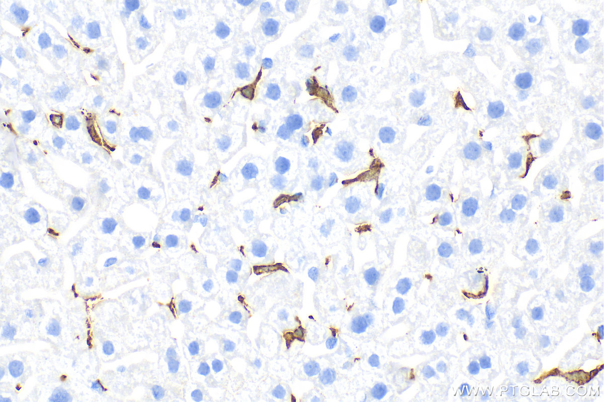 IHC staining of mouse liver using 83285-4-RR (same clone as 83285-4-PBS)