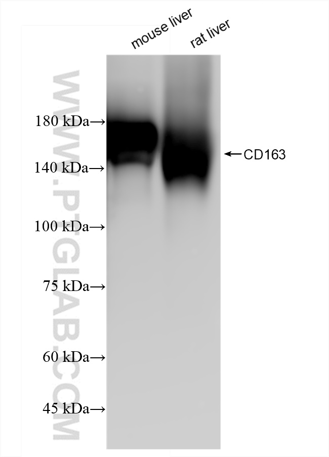 WB analysis using 83285-4-RR (same clone as 83285-4-PBS)