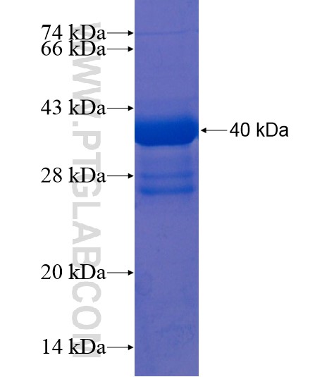 CD164L2 fusion protein Ag22029 SDS-PAGE