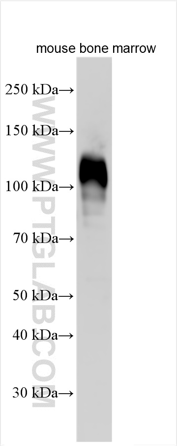 WB analysis of mouse bone marrow using 18264-1-AP