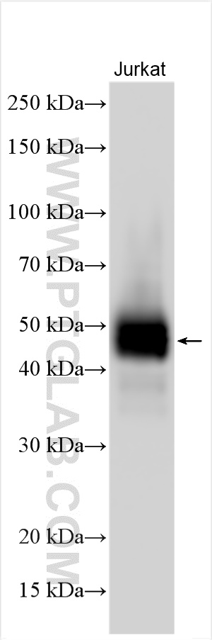 WB analysis using 31803-1-AP