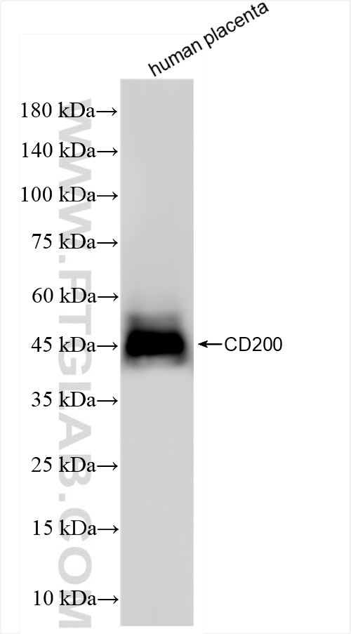 WB analysis of human placenta using 84244-2-RR (same clone as 84244-2-PBS)