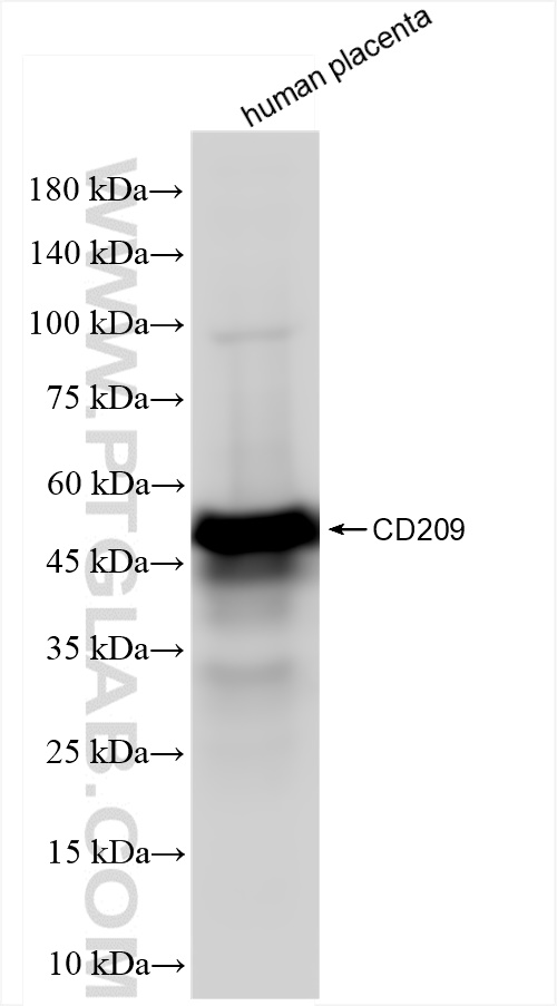 WB analysis of human placenta using 84095-6-RR