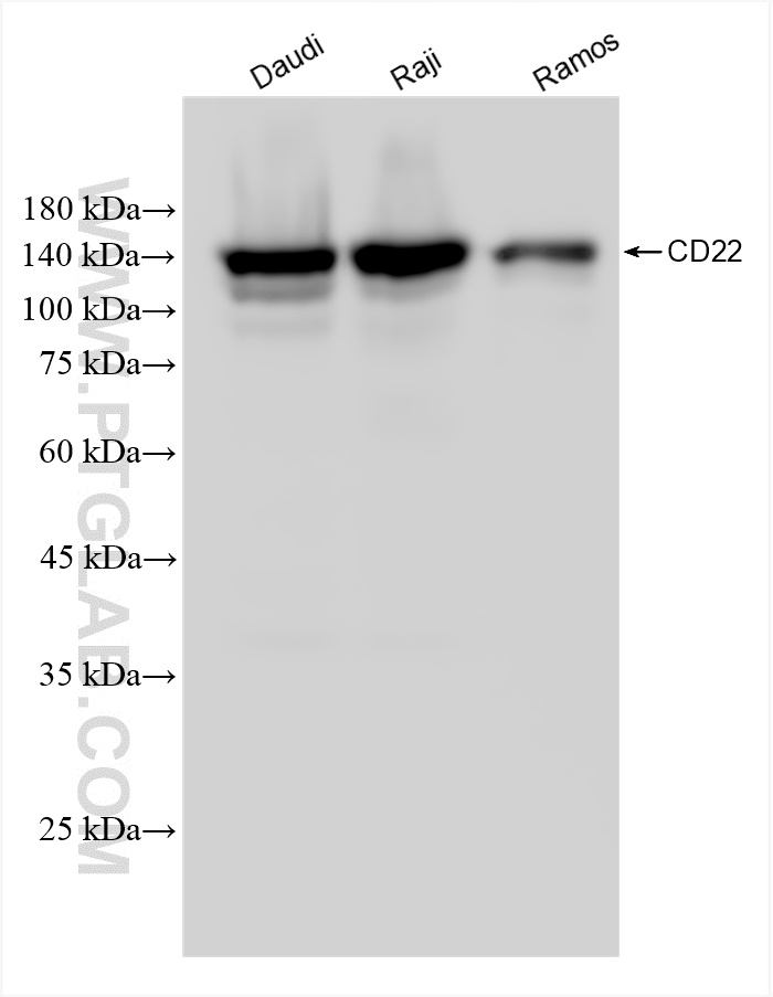 WB analysis using 84265-2-RR (same clone as 84265-2-PBS)