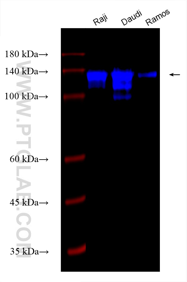 WB analysis using CL750-83303