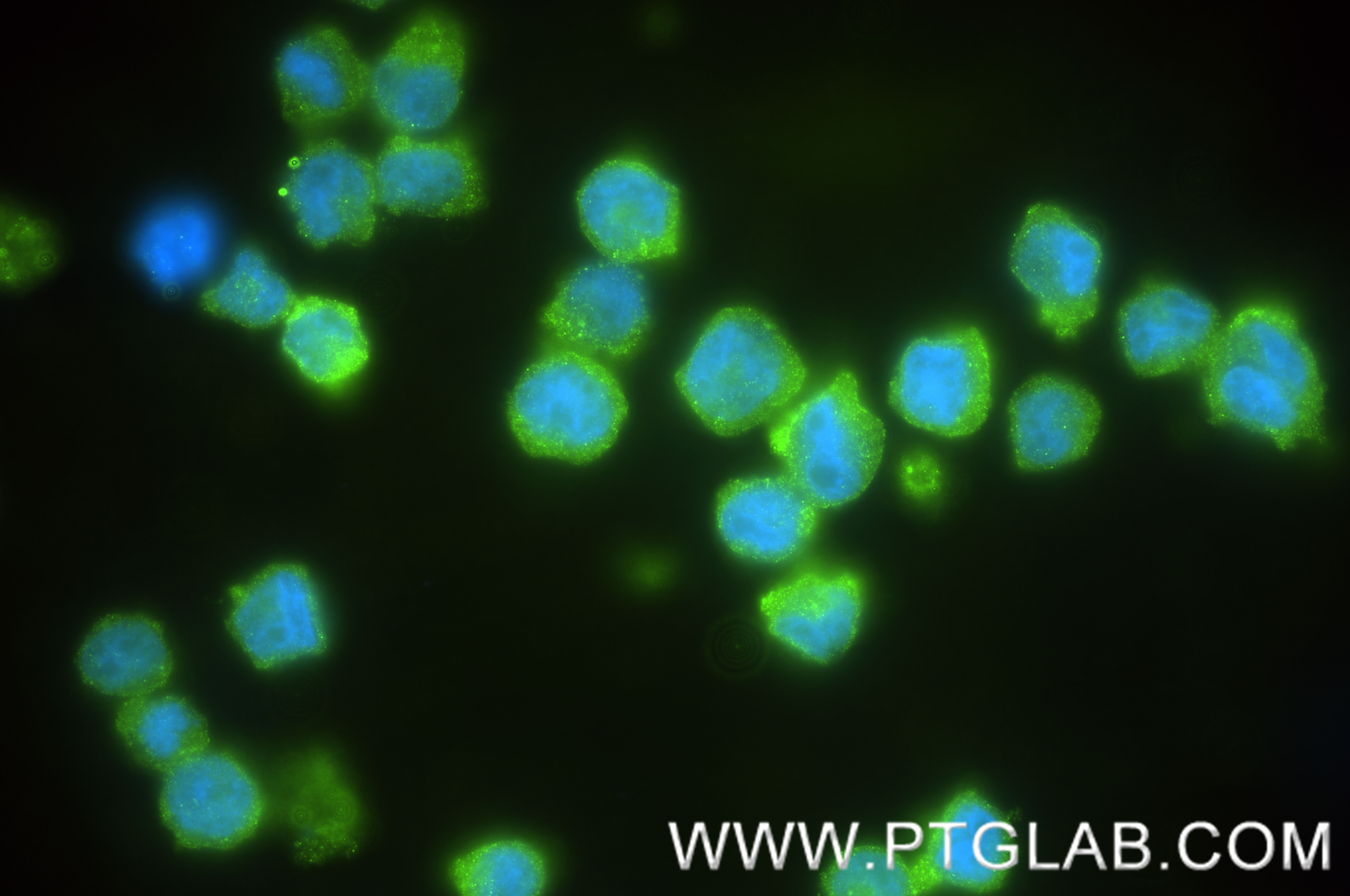 IF Staining of HEL using 82991-3-RR (same clone as 82991-3-PBS)