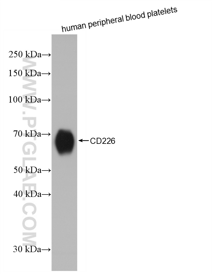 WB analysis of human peripheral blood platelets using 82991-3-RR