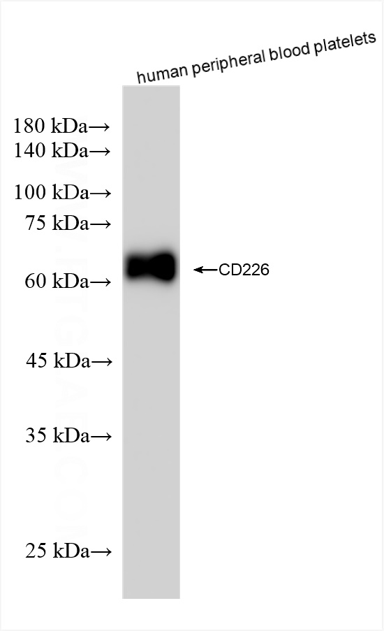 WB analysis of human peripheral blood platelets using 82991-4-RR