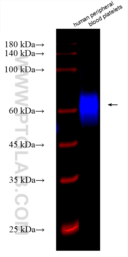 CD226