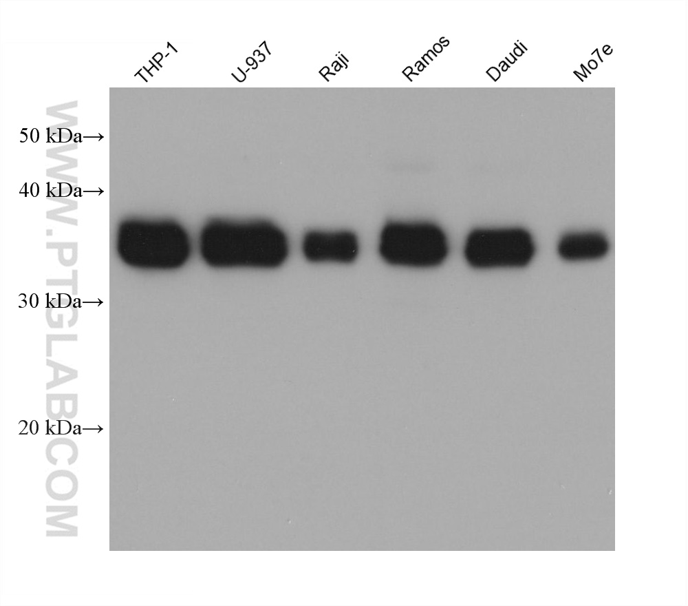 WB analysis using 60208-1-Ig