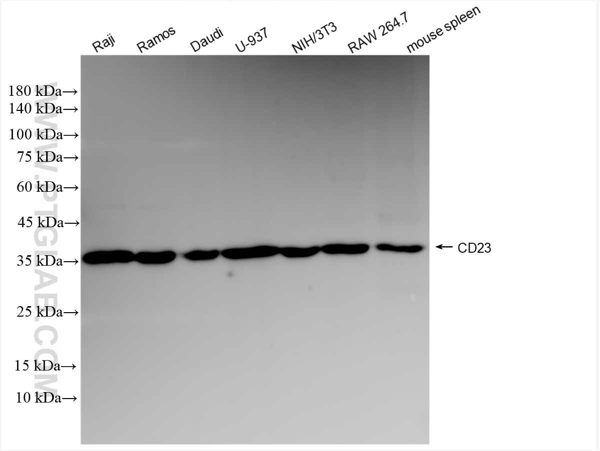 WB analysis using 84024-2-RR