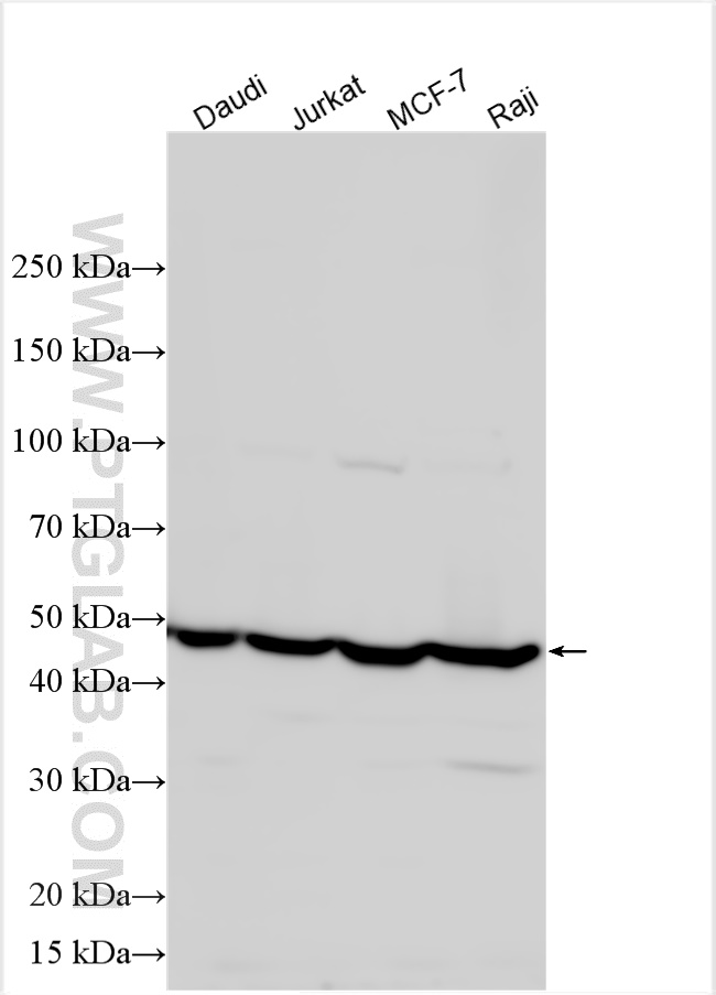 WB analysis using 10600-1-AP