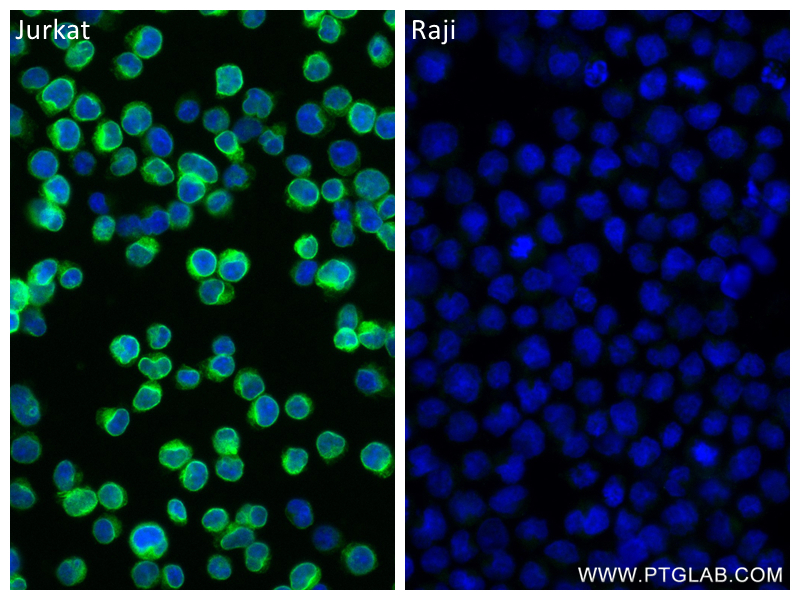 IF Staining of Jurkat using 84505-4-RR (same clone as 84505-4-PBS)