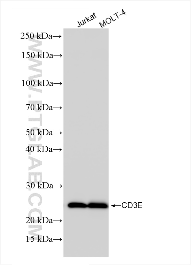 CD3