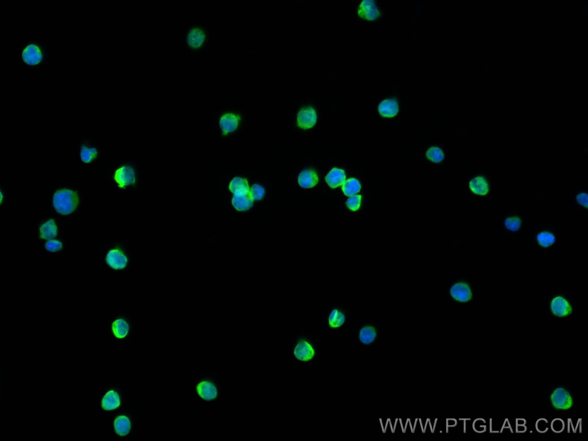 IF Staining of Jurkat using CL488-60181