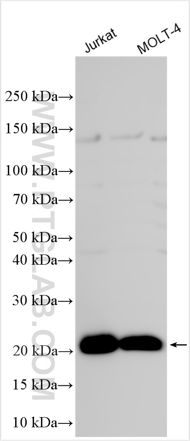 WB analysis using 32144-1-AP