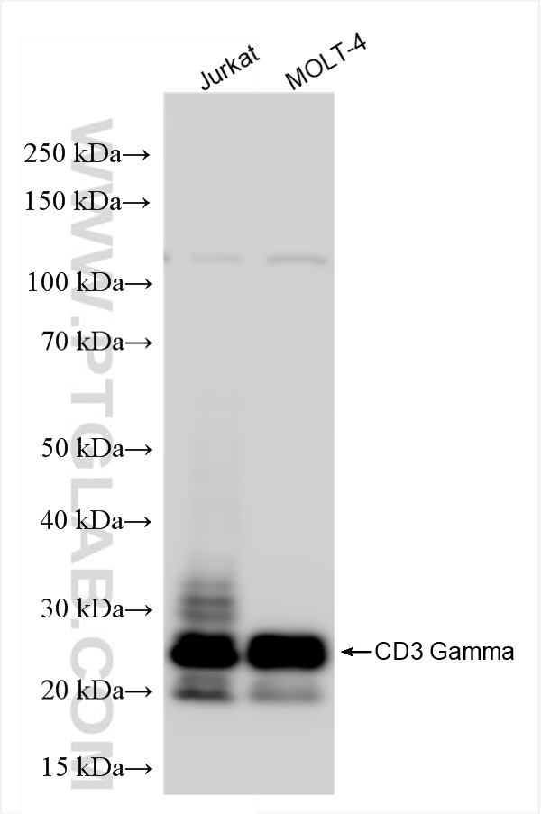 CD3 Gamma