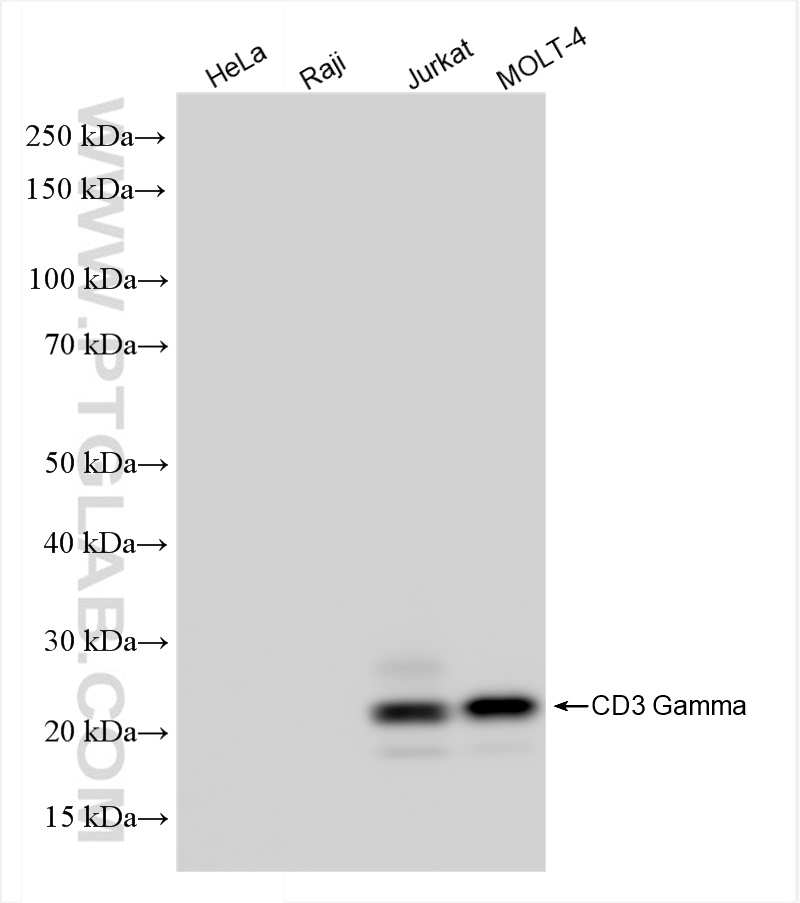 CD3 Gamma