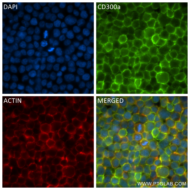 IF Staining of THP-1 using 84674-4-RR (same clone as 84674-4-PBS)